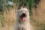 BOUVIER DES ARDENNES 417